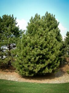 Сосна Чёрная (Pinus Nigra) купить по цене от 270.00р. в интернет-магазине «Посадика» с доставкой почтой в в Струниное и по всей России – [изображение №1].