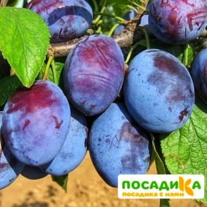 Слива Чачакская ранняя купить по цене от 229.00р. в интернет-магазине «Посадика» с доставкой почтой в в Струниное и по всей России – [изображение №1].