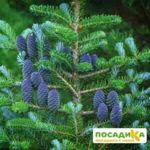 Пихта корейская (Abies koreana) купить по цене от 450.00р. в интернет-магазине «Посадика» с доставкой почтой в в Струниное и по всей России – [изображение №1].