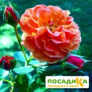 Роза Арабия купить по цене от 350.00р. в интернет-магазине «Посадика» с доставкой почтой в в Струниное и по всей России – [изображение №1].