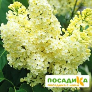 Сирень Примроуз (Primrose) купить по цене от 529.00р. в интернет-магазине «Посадика» с доставкой почтой в в Струниное и по всей России – [изображение №1].