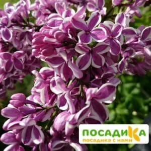 Сирень Сенсация купить по цене от 529.00р. в интернет-магазине «Посадика» с доставкой почтой в в Струниное и по всей России – [изображение №1].