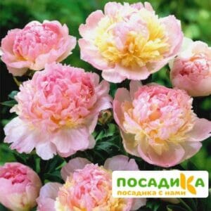 Пион Распберри Сандей (Paeonia Raspberry Sundae) купить по цене от 959р. в интернет-магазине «Посадика» с доставкой почтой в в Струниное и по всей России – [изображение №1].