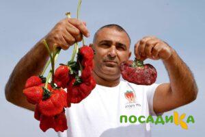 Клубника Гигант Джорнея купить по цене от 266р. в интернет-магазине «Посадика» с доставкой почтой в в Струниное и по всей России – [изображение №1].