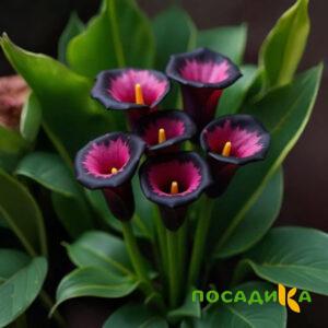 Калла Аура Лейс купить по цене от 400р. в интернет-магазине «Посадика» с доставкой почтой в в Струниное и по всей России – [изображение №1].