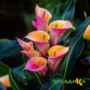 Калла Оникс купить по цене от 450р. в интернет-магазине «Посадика» с доставкой почтой в в Струниное и по всей России – [изображение №1].