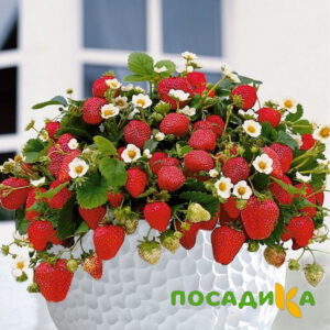 Клубника Рубиновый Шепот (горшечная) купить по цене от 240р. в интернет-магазине «Посадика» с доставкой почтой в в Струниное и по всей России – [изображение №1].