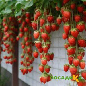 Клубника вьющаяся Комплимент купить по цене от 470р. в интернет-магазине «Посадика» с доставкой почтой в в Струниное и по всей России – [изображение №1].