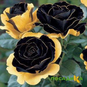 Роза Ханни Сикл купить по цене от 700р. в интернет-магазине «Посадика» с доставкой почтой в в Струниное и по всей России – [изображение №1].