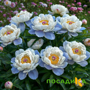 Пион акварельный Этюд купить по цене от 806р. в интернет-магазине «Посадика» с доставкой почтой в в Струниное и по всей России – [изображение №1].