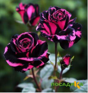 Роза Багровый Шепот купить по цене от 366р. в интернет-магазине «Посадика» с доставкой почтой в в Струниное и по всей России – [изображение №1].