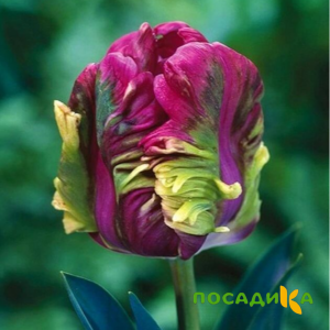 Тюльпан Экзотик Хэвен купить по цене от 186р. в интернет-магазине «Посадика» с доставкой почтой в в Струниное и по всей России – [изображение №1].